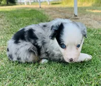 Willie , a male Miniature Australian Shepherd for sale in Chelsea, OK – 2 of 5