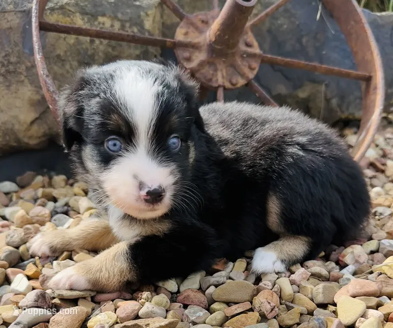 Charlie – Miniature Australian Shepherd puppy for sale in Chelsea, OK