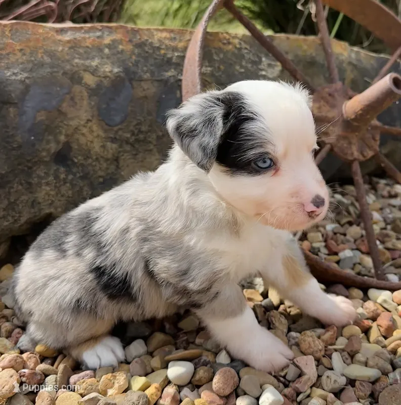 Willie  – Miniature Australian Shepherd puppy for sale in Chelsea, OK