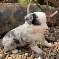 Willie , a male Miniature Australian Shepherd for sale in Chelsea, OK – 1 of 3
