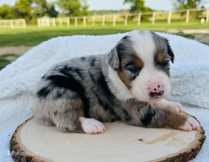 Abe – Miniature Australian Shepherd puppy for sale in Chelsea, OK