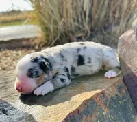 Minnie, a female Miniature Australian Shepherd for sale in Chelsea, OK – Photo 2 of 2