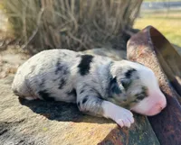 Minnie, a female Miniature Australian Shepherd for sale in Chelsea, OK – Photo 1 of 2