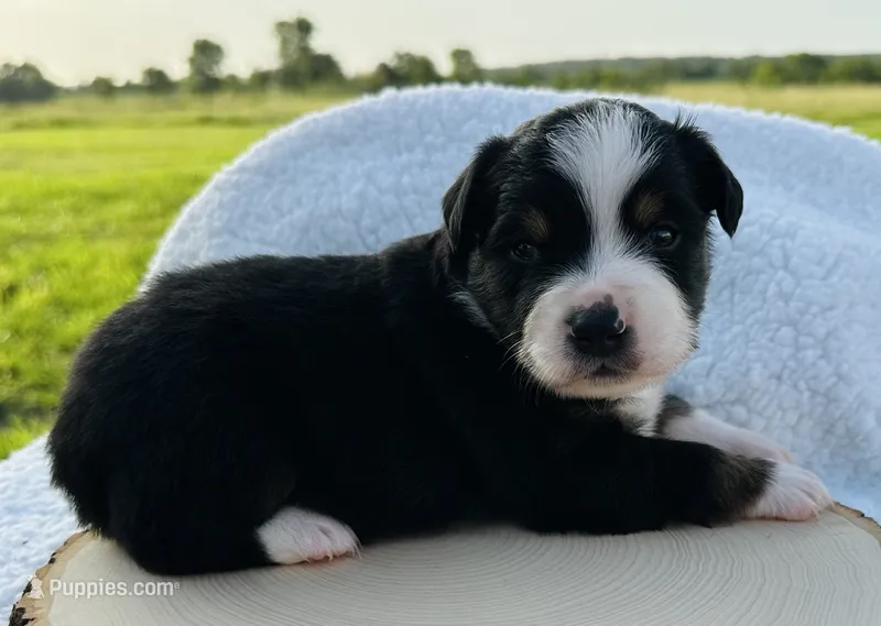 Ben – Miniature Australian Shepherd puppy for sale in Chelsea, OK