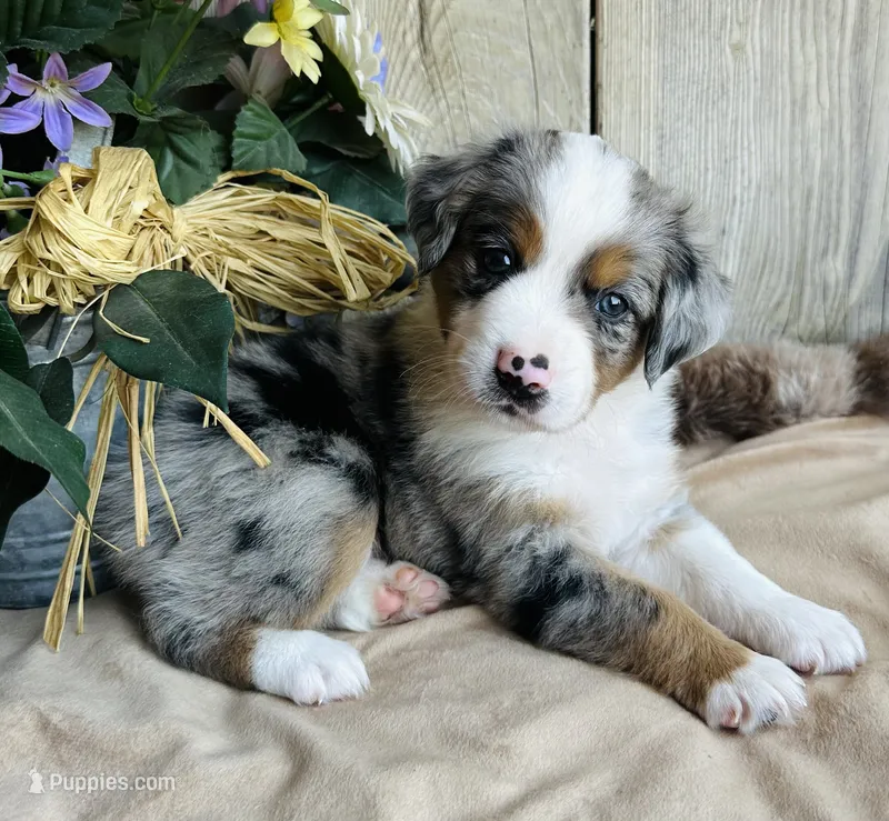 Abe – Miniature Australian Shepherd puppy on hold in Chelsea, OK
