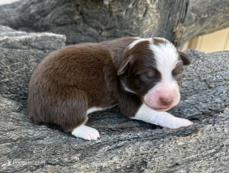 Martha – Miniature Australian Shepherd puppy for sale in Chelsea, OK