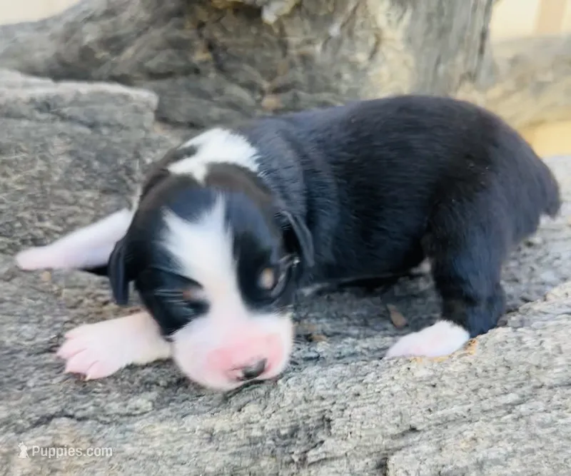 Tom Boy – Miniature Australian Shepherd puppy for sale in Chelsea, OK