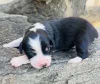 Tom Boy, a male Miniature Australian Shepherd for sale in Chelsea, OK – 1 of 1