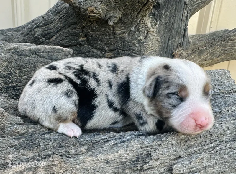 Abe – Miniature Australian Shepherd puppy for sale in Chelsea, OK