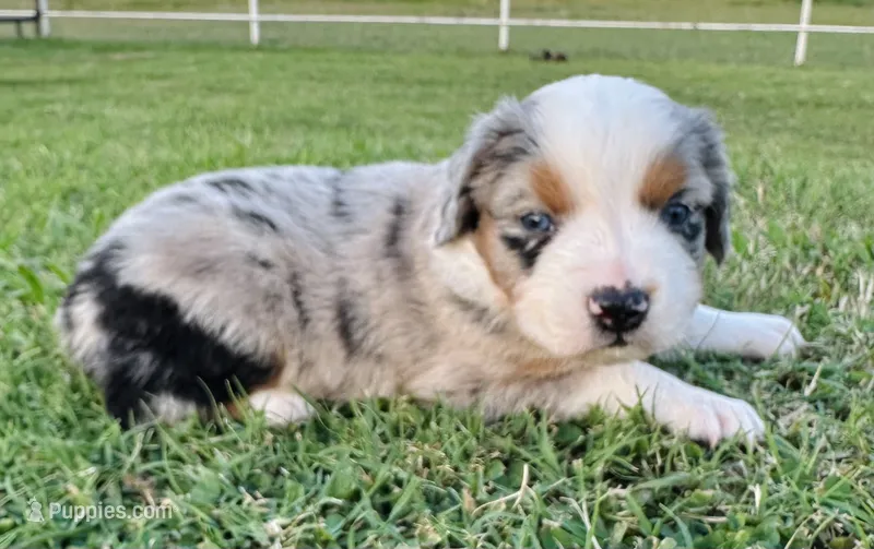 Sam – Miniature Australian Shepherd puppy for sale in Chelsea, OK
