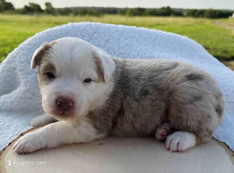 George – Miniature Australian Shepherd puppy for sale in Chelsea, OK