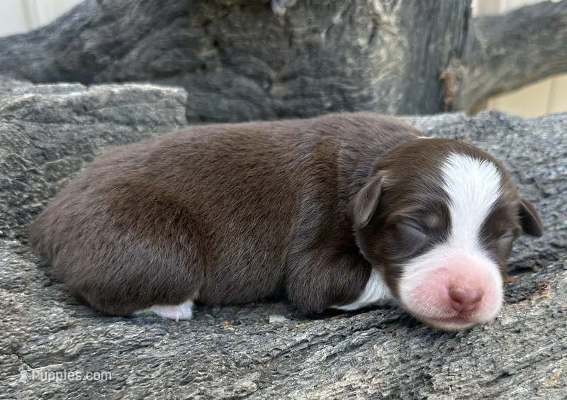 Betsy – Miniature Australian Shepherd puppy for sale in Chelsea, OK