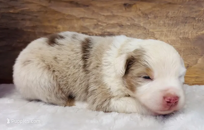 George – Miniature Australian Shepherd puppy for sale in Chelsea, OK