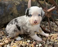 Willie , a male Miniature Australian Shepherd for sale in Chelsea, OK – 3 of 3