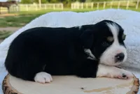 Tom Boy, a male Miniature Australian Shepherd for sale in Chelsea, OK – 1 of 3