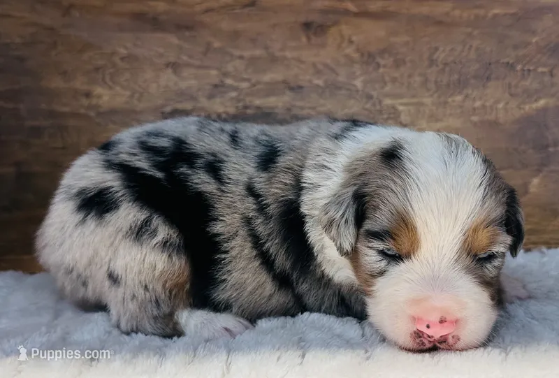 Abe – Miniature Australian Shepherd puppy for sale in Chelsea, OK