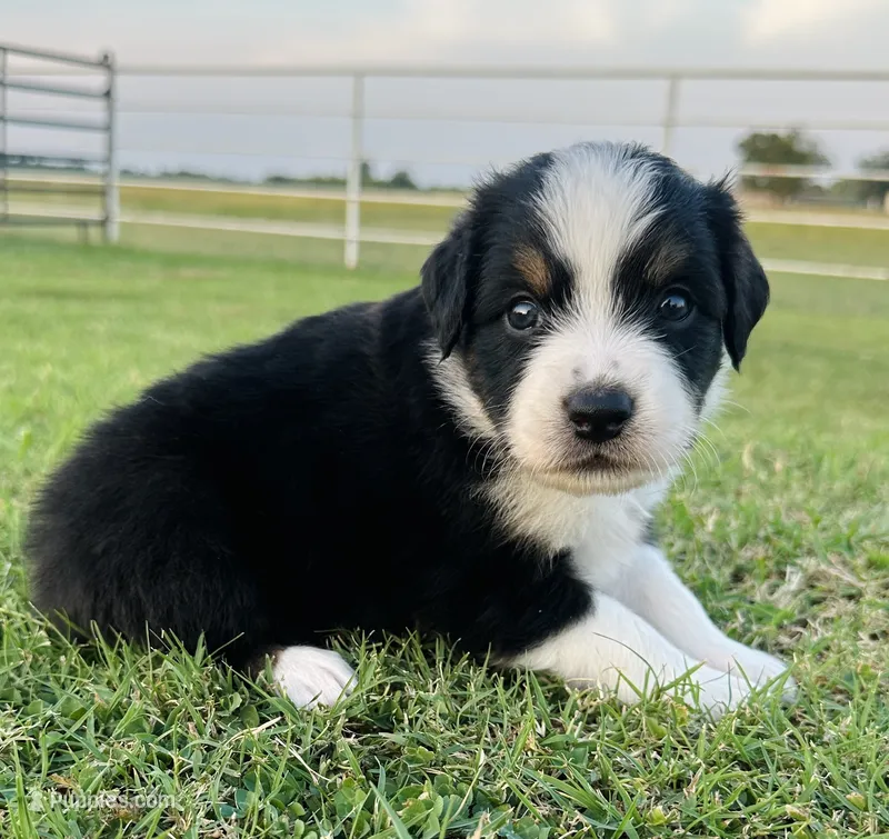 Sybil – Miniature Australian Shepherd puppy for sale in Chelsea, OK