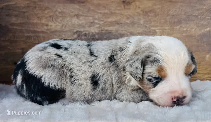 Sam – Miniature Australian Shepherd puppy for sale in Chelsea, OK