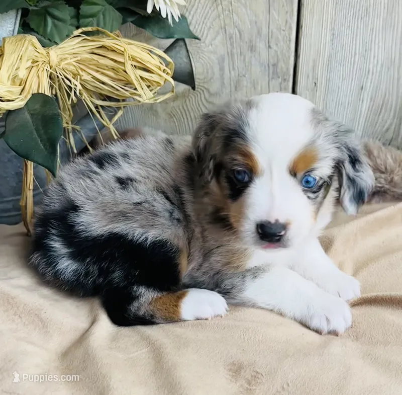 Sam – Miniature Australian Shepherd puppy for sale in Chelsea, OK