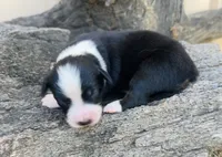 Sybil, a female Miniature Australian Shepherd for sale in Chelsea, OK – 1 of 1