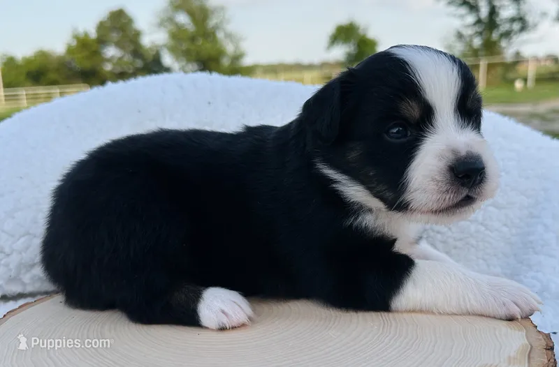 Sybil – Miniature Australian Shepherd puppy for sale in Chelsea, OK