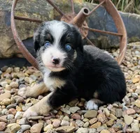 Charlie, a male Miniature Australian Shepherd for sale in Chelsea, OK – 3 of 3