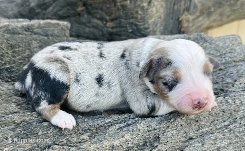 Sam – Miniature Australian Shepherd puppy for sale in Chelsea, OK