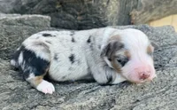 Sam, a male Miniature Australian Shepherd for sale in Chelsea, OK – 1 of 1