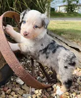 Willie , a male Miniature Australian Shepherd for sale in Chelsea, OK – 2 of 3