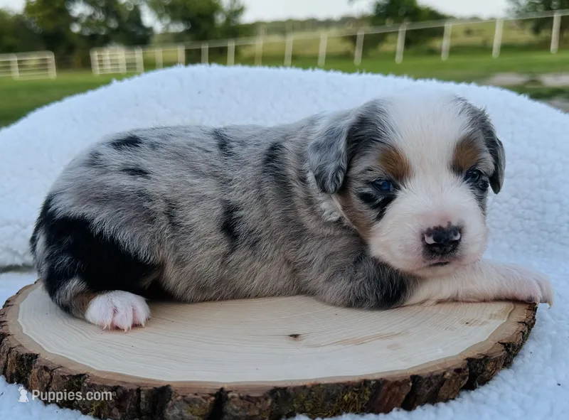 Sam – Miniature Australian Shepherd puppy for sale in Chelsea, OK