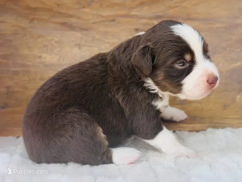 Betsy – Miniature Australian Shepherd puppy for sale in Chelsea, OK