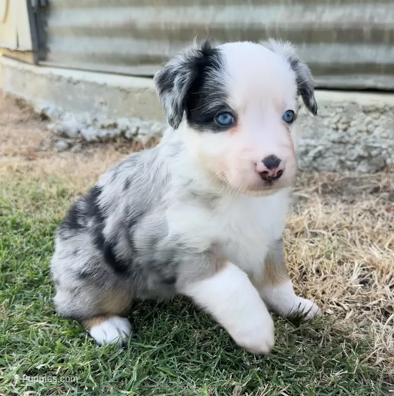 Willie  – Miniature Australian Shepherd puppy for sale in Chelsea, OK