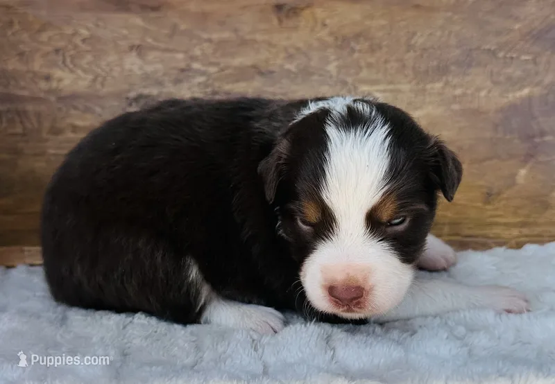 Martha – Miniature Australian Shepherd puppy for sale in Chelsea, OK