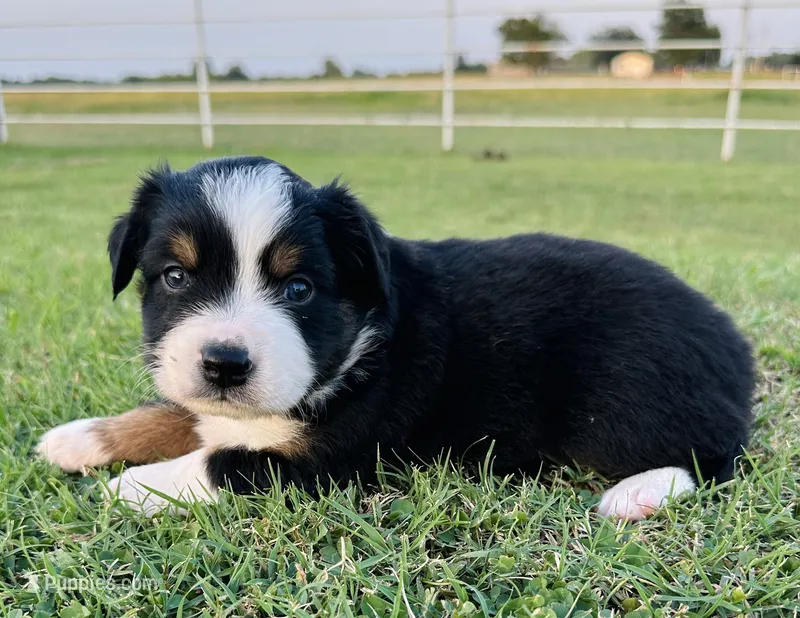 Ben – Miniature Australian Shepherd puppy for sale in Chelsea, OK