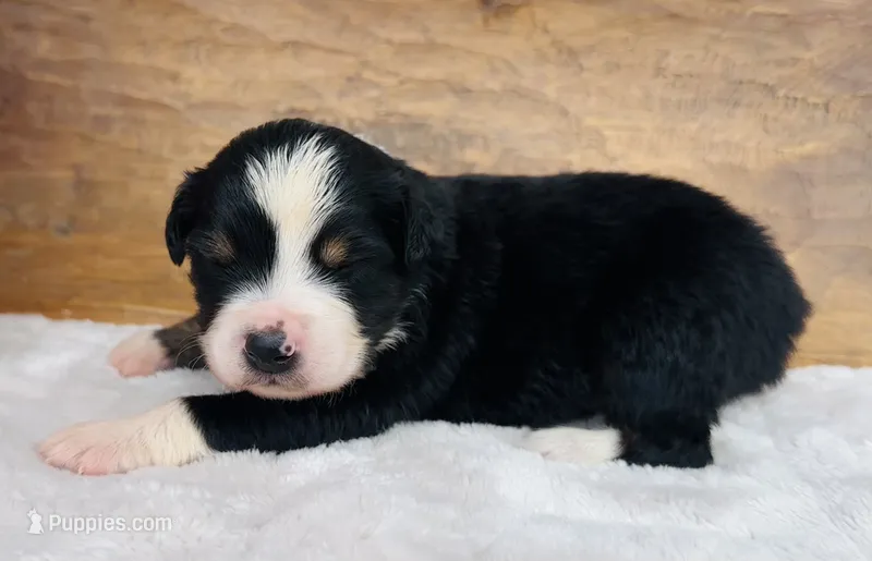 Ben – Miniature Australian Shepherd puppy for sale in Chelsea, OK