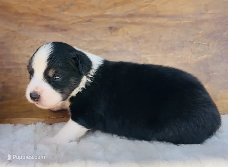 Sybil – Miniature Australian Shepherd puppy for sale in Chelsea, OK