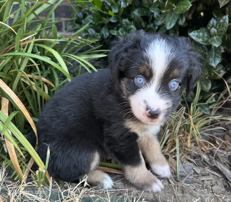 Charlie – Miniature Australian Shepherd puppy for sale in Chelsea, OK