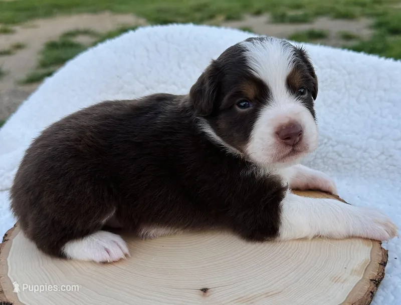 Martha – Miniature Australian Shepherd puppy for sale in Chelsea, OK