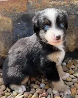 Charlie, a male Miniature Australian Shepherd for sale in Chelsea, OK – 2 of 3