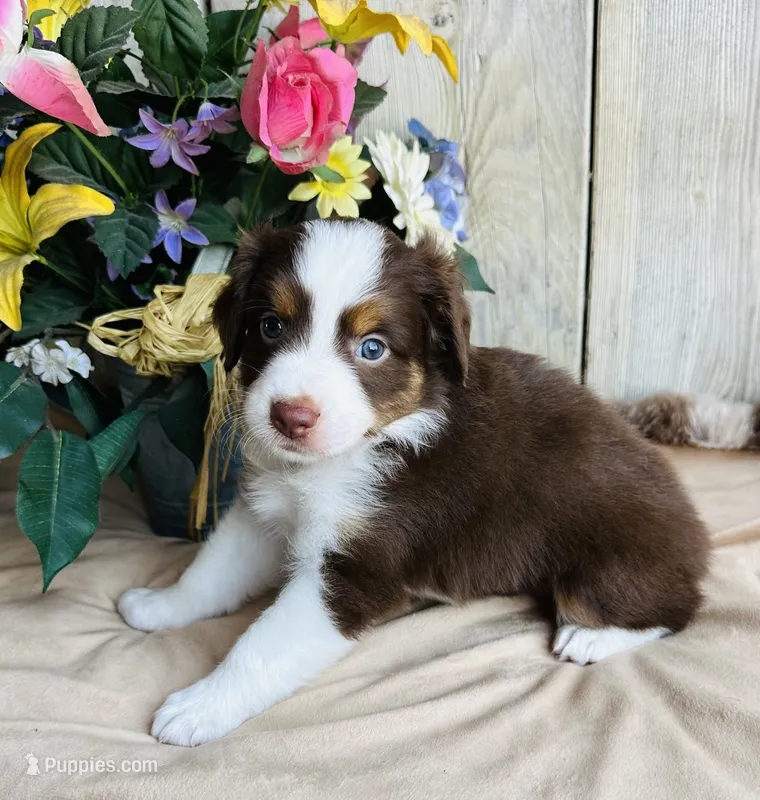 Martha – Miniature Australian Shepherd puppy on hold in Chelsea, OK