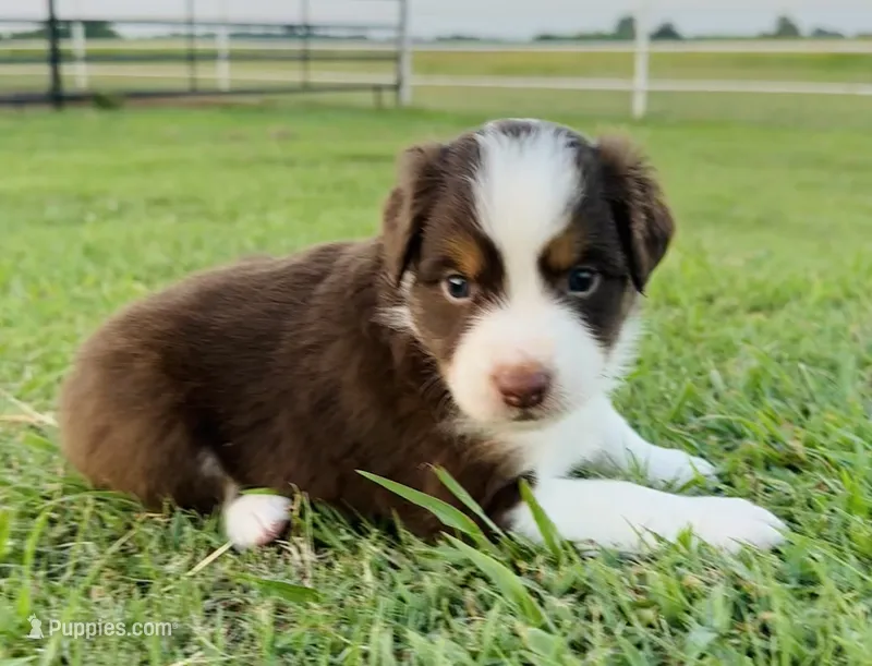 Martha – Miniature Australian Shepherd puppy for sale in Chelsea, OK