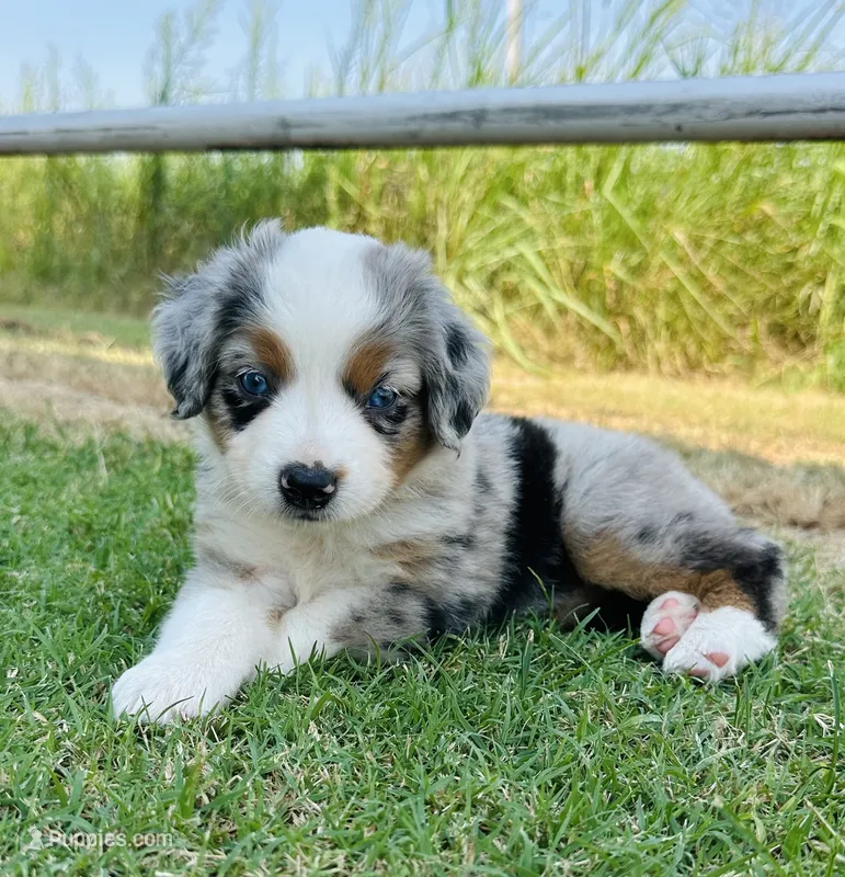 Sam – Miniature Australian Shepherd puppy for sale in Chelsea, OK
