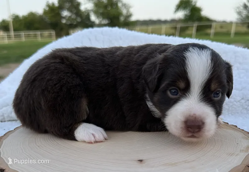 Betsy – Miniature Australian Shepherd puppy for sale in Chelsea, OK