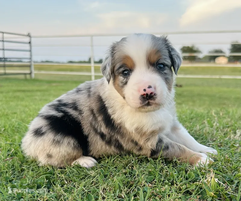 Abe – Miniature Australian Shepherd puppy for sale in Chelsea, OK