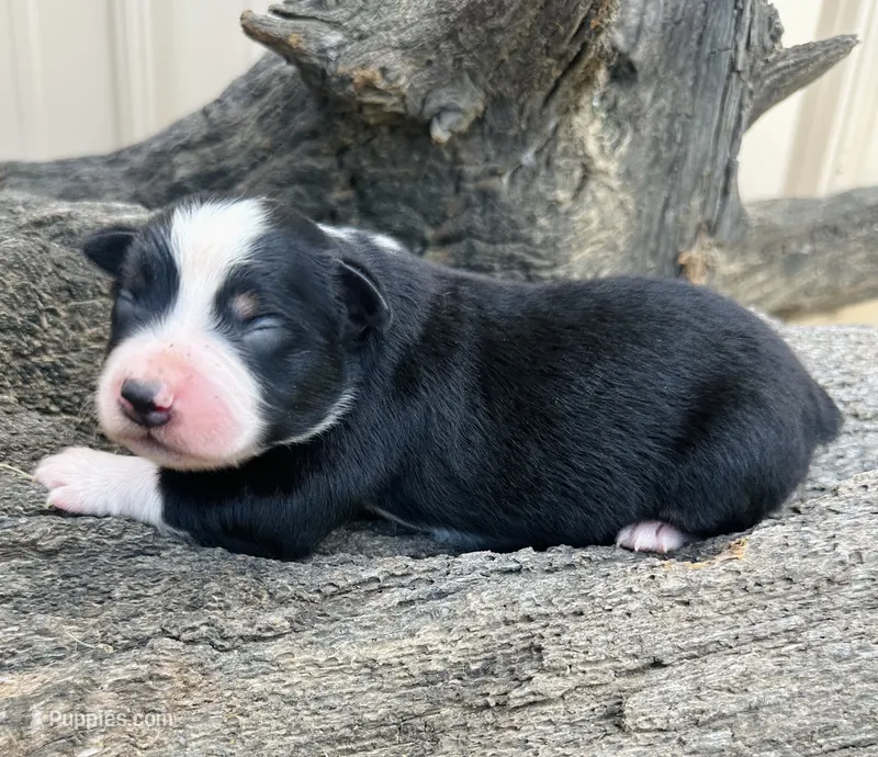 Ben – Miniature Australian Shepherd puppy for sale in Chelsea, OK
