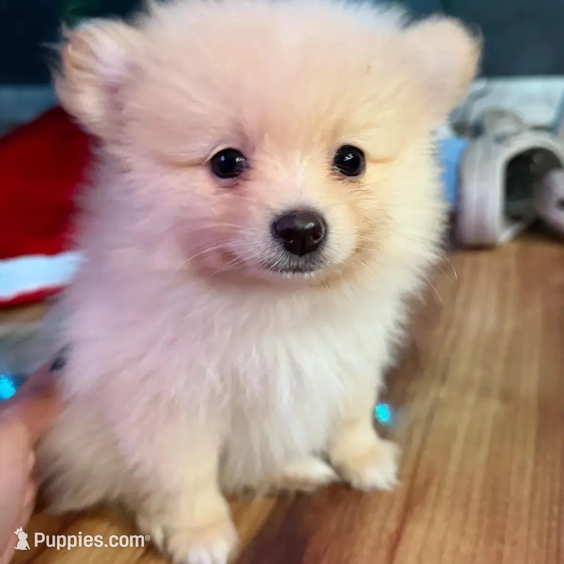 Sol (teacup), a male Pomeranian for sale in Hickory, NC – Photo 2 of 5