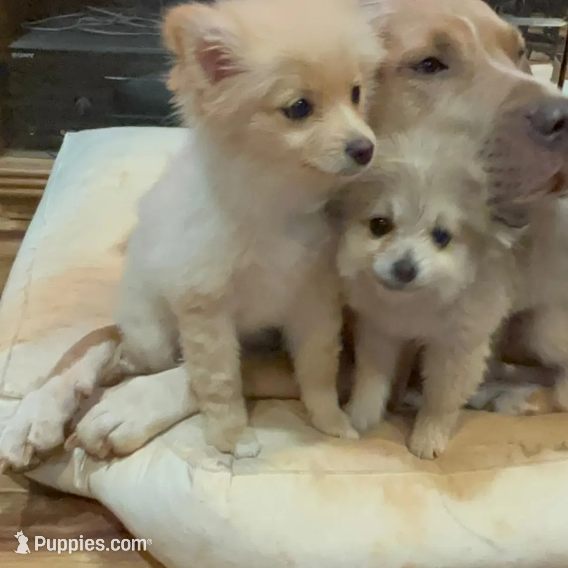 Sol (teacup), a male Pomeranian for sale in Hickory, NC – Photo 5 of 5