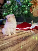 Sol (teacup), a male Pomeranian for sale in Hickory, NC – Photo 3 of 5