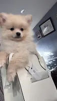 Sol (teacup), a male Pomeranian for sale in Hickory, NC – Photo 1 of 5
