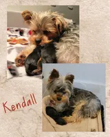 Theodore *REDUCED*, a male Yorkshire Terrier for sale in Staunton, VA – Photo 8 of 8